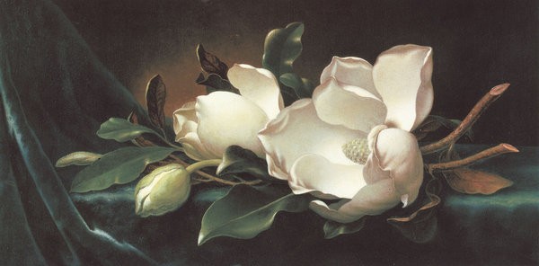 Martin Johnson Heade Magnolia Blossoms on Blue Velvet